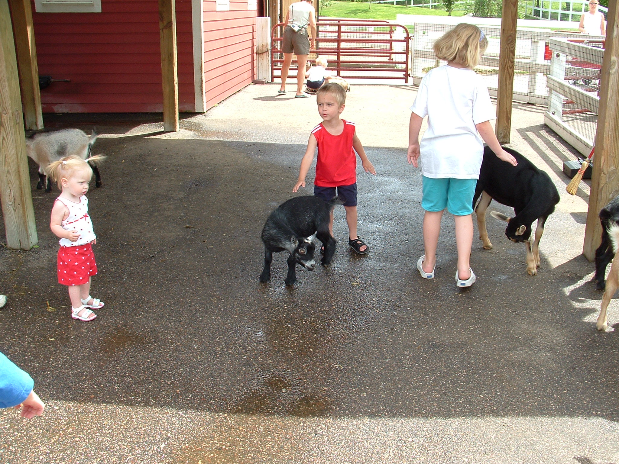 Petting the baby animals