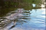 Another alligator