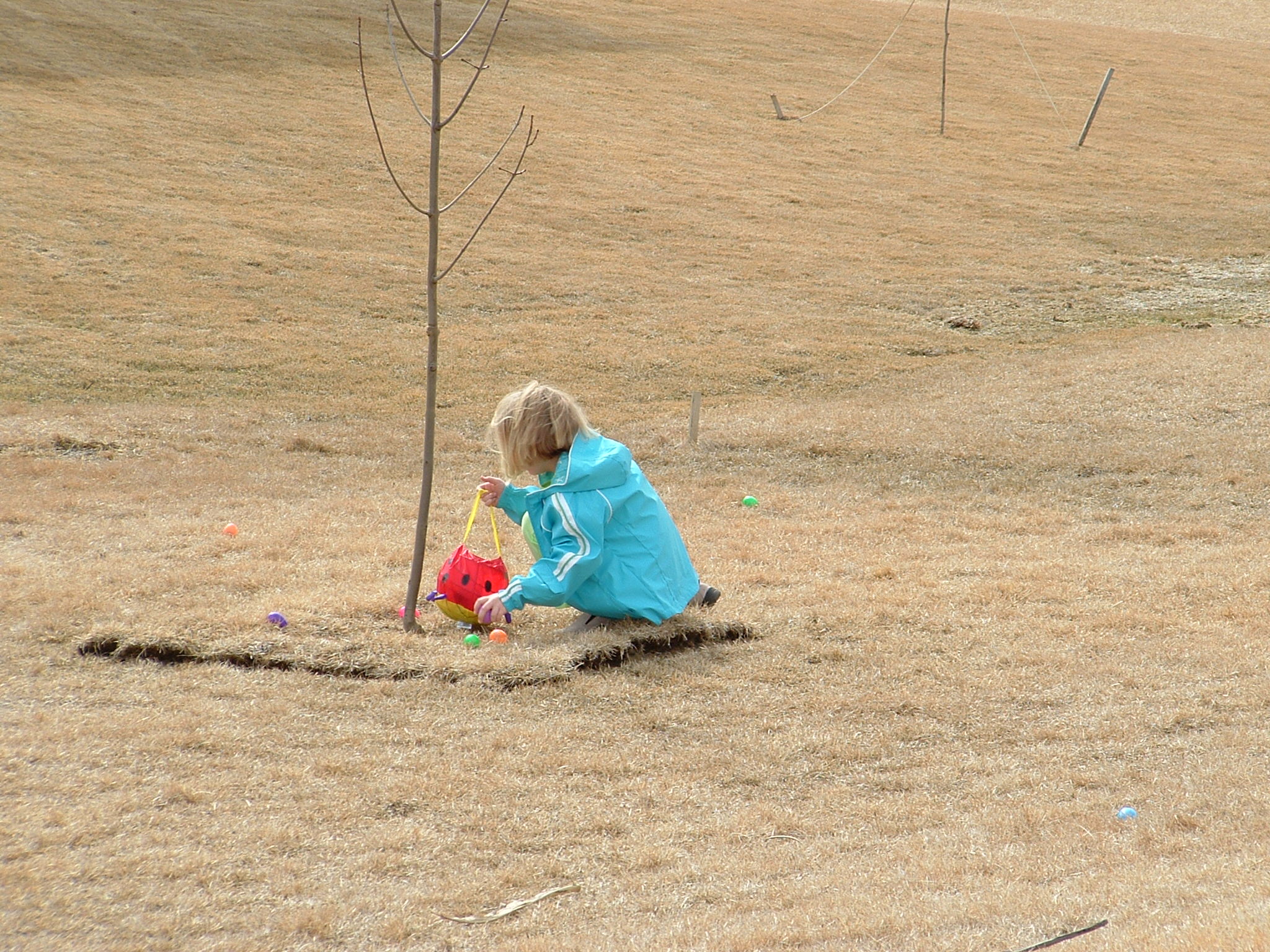 and lots of eggs to find in the backyard!