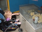 looking at the baby chicks at the county fair