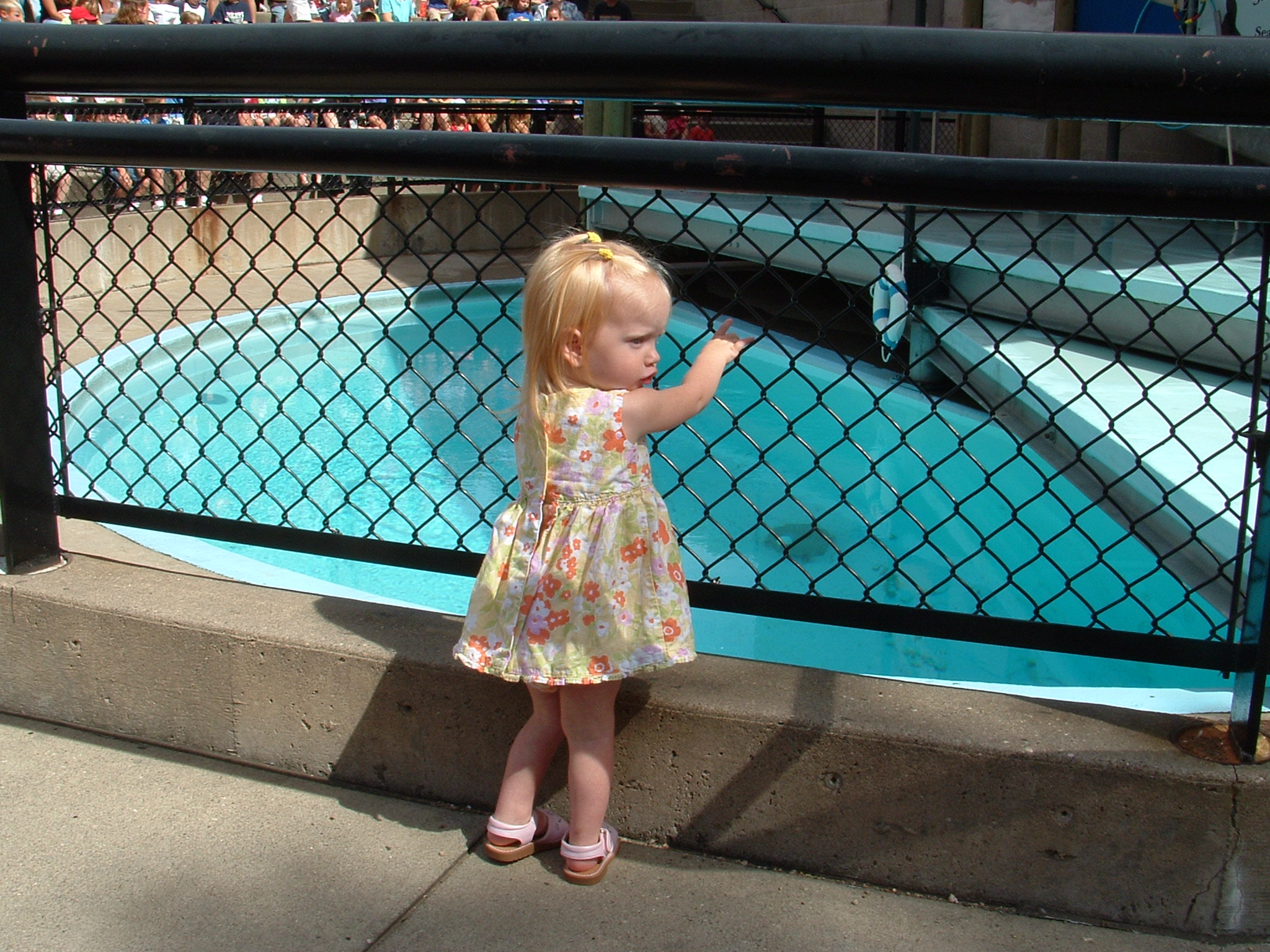 Ellie waiting for Sparky the sea lion at Como Zoo