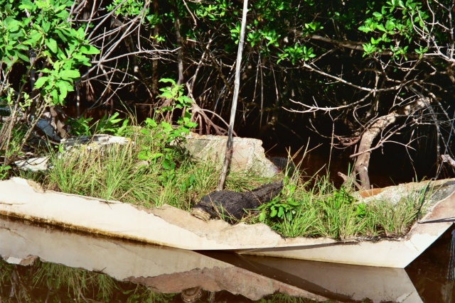 Alligator hangin out on a boat