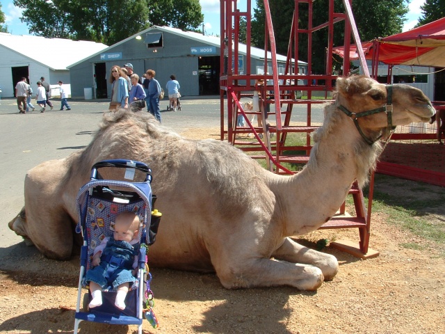 Ellie and the camel at the fair