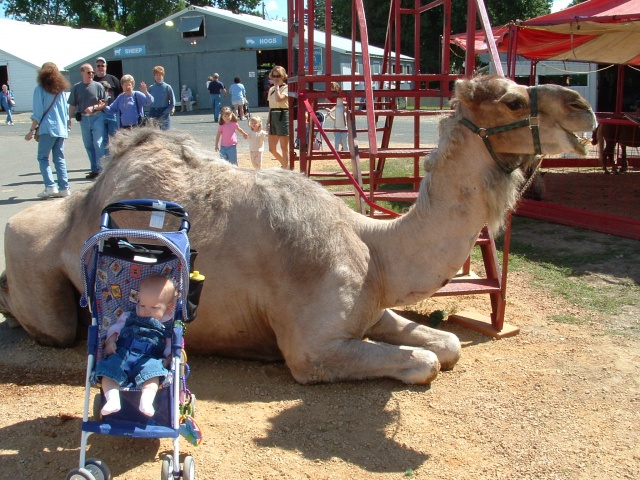 camel2.jpg